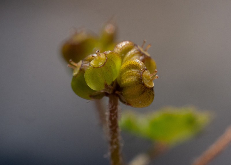 Hydrocotyle novae-zeelandiae