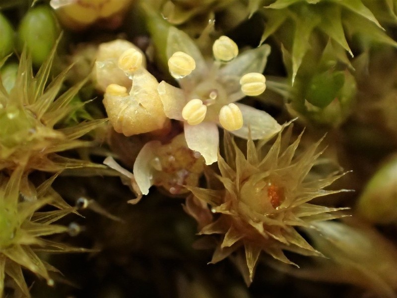 Hydrocotyle novae-zeelandiae photo 2