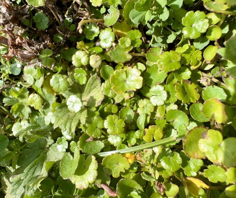 Hydrocotyle novae-zeelandiae photo 3