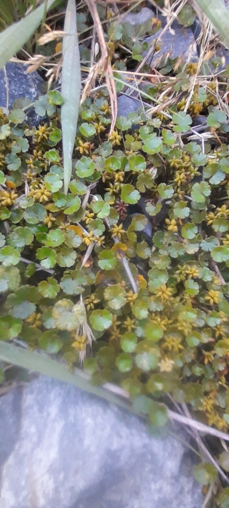 Hydrocotyle novae-zeelandiae photo 4