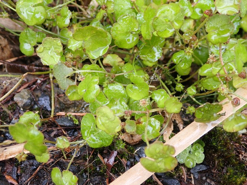 Hydrocotyle novae-zeelandiae photo 5
