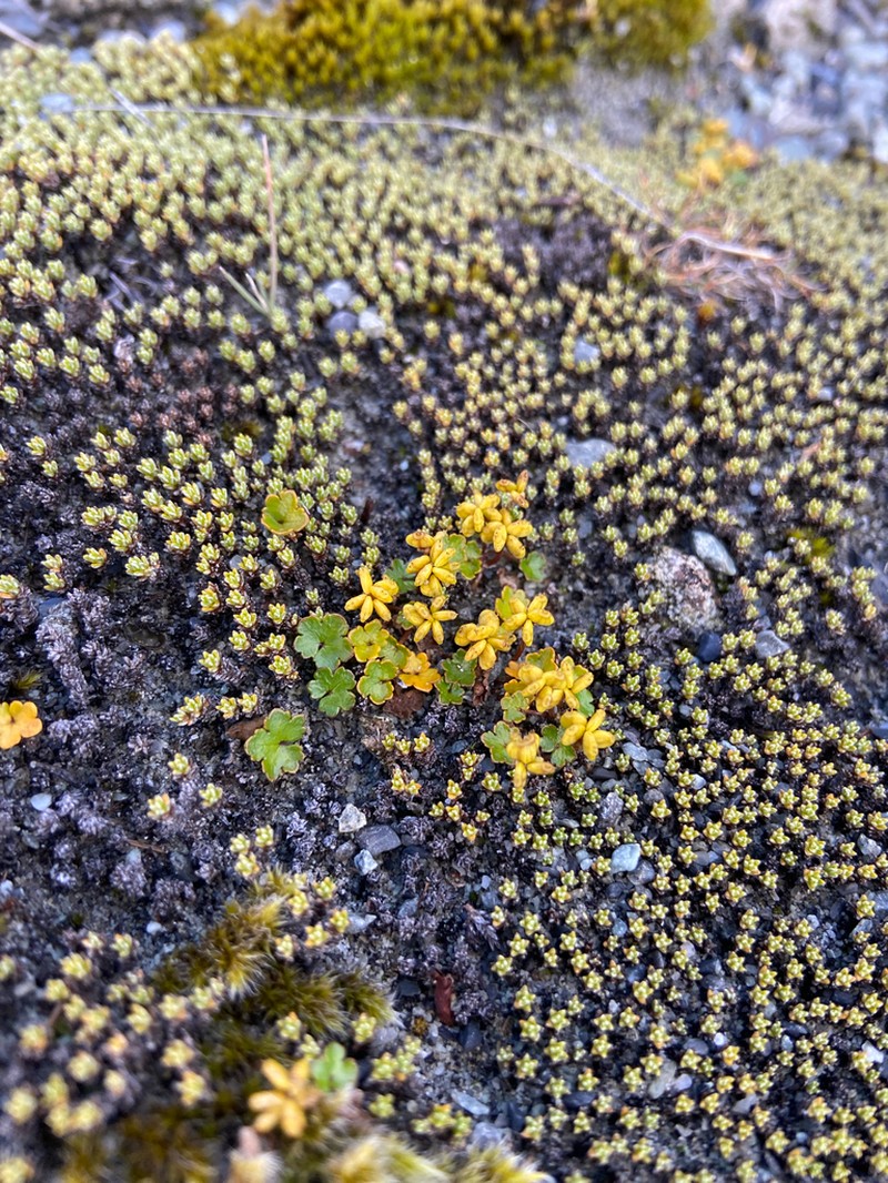 Hydrocotyle novae-zeelandiae photo 6