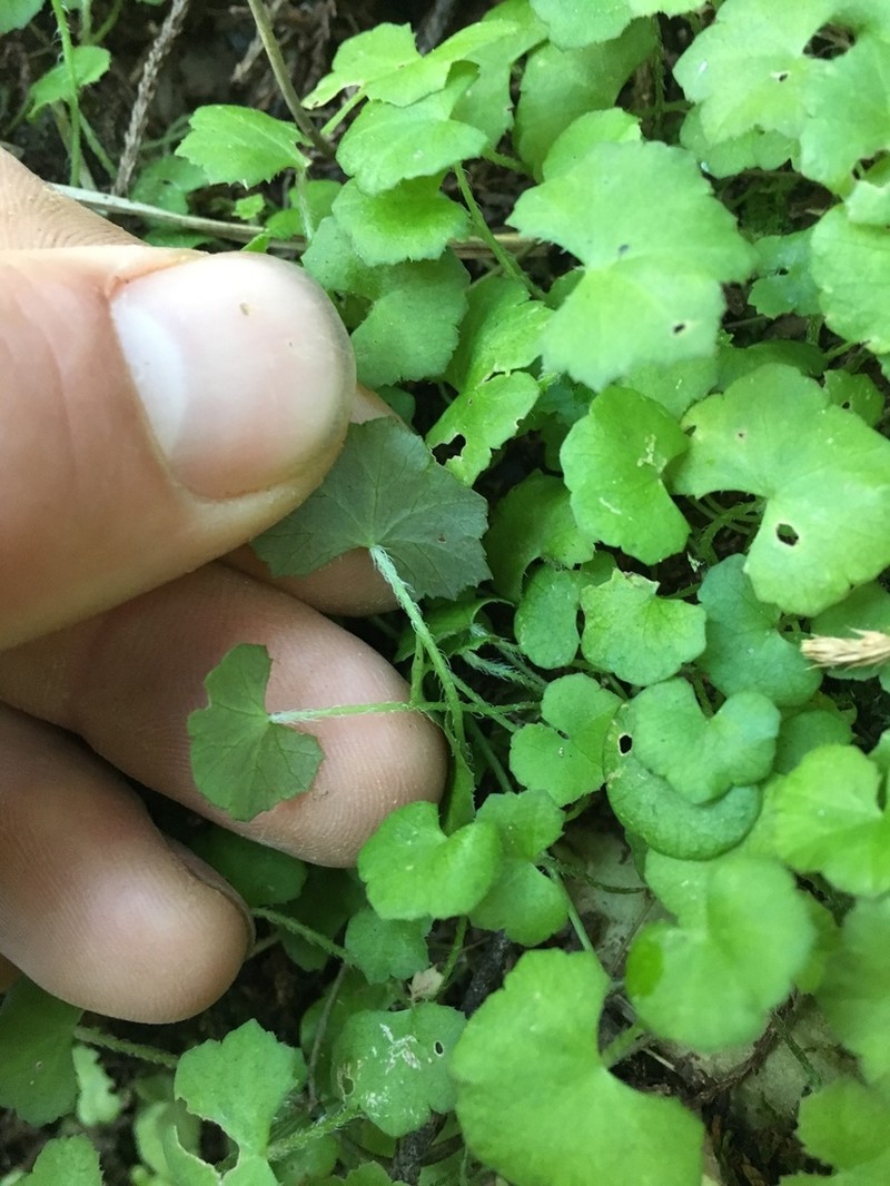 Hydrocotyle novae-zeelandiae photo 7