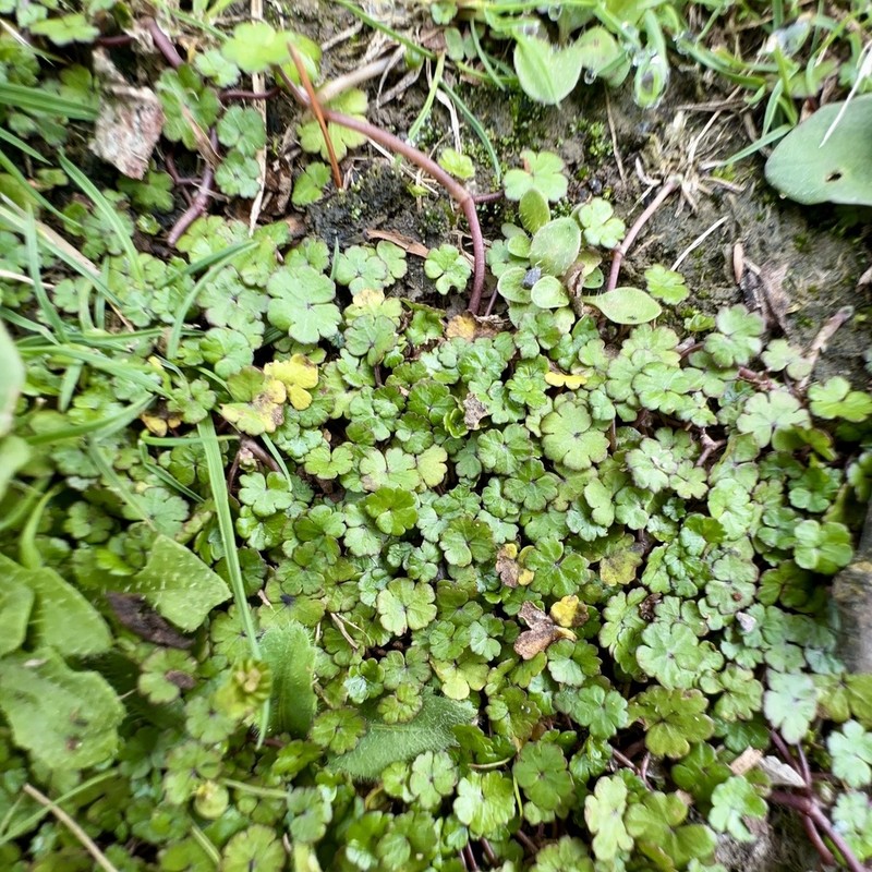 Hydrocotyle novae-zeelandiae photo 8