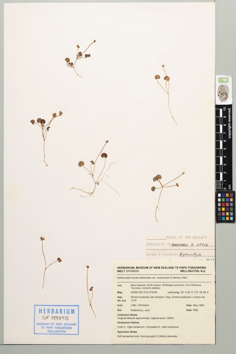 Hydrocotyle novae-zeelandiae var. involucrata