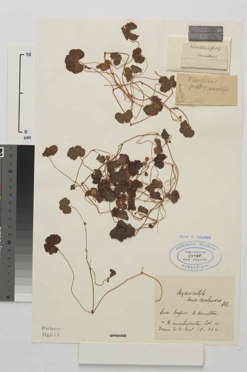 Hydrocotyle novae-zeelandiae var. involucrata photo 2