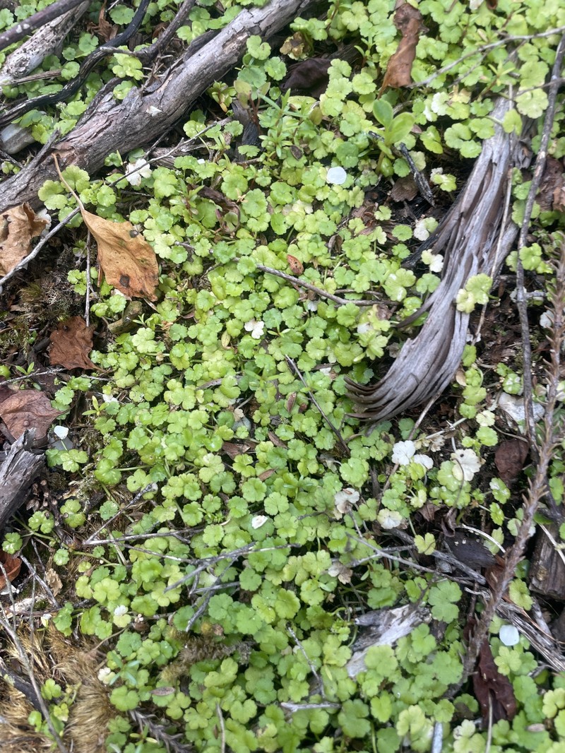 Hydrocotyle novae-zeelandiae var. montana