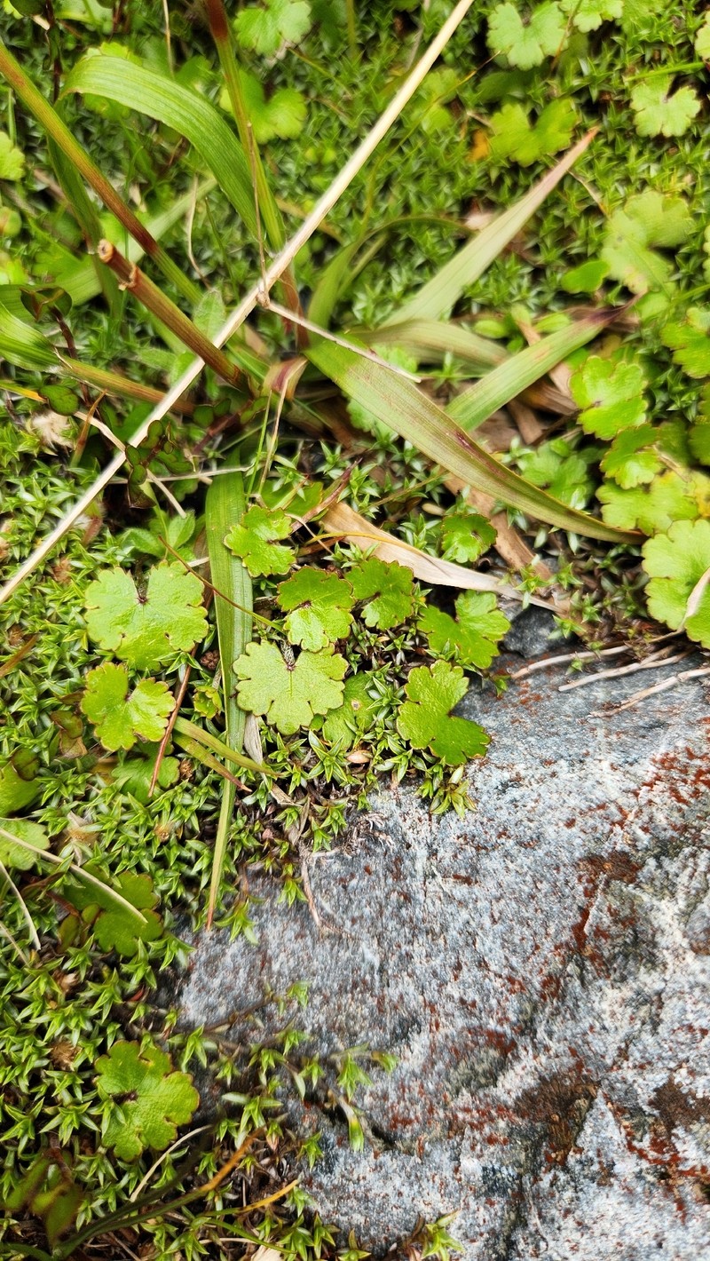 Hydrocotyle novae-zeelandiae var. montana photo 2