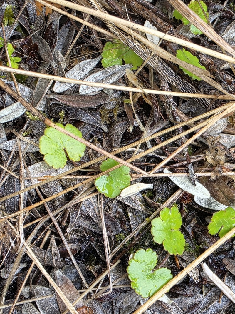 Hydrocotyle novae-zeelandiae var. montana photo 3
