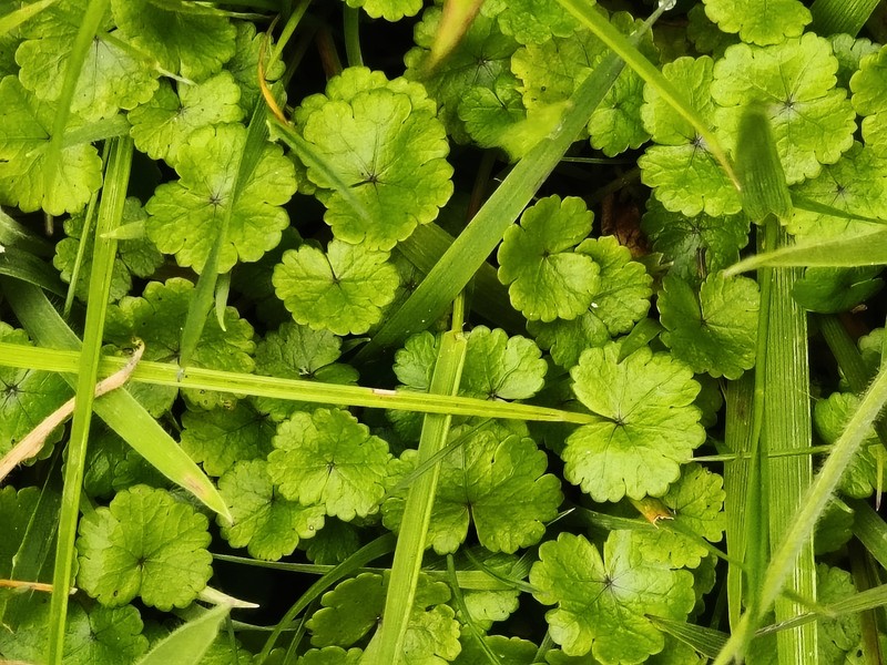 Hydrocotyle novae-zeelandiae var. montana photo 4
