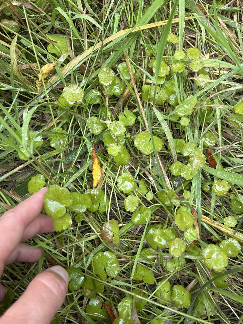 Hydrocotyle novae-zeelandiae var. novae-zeelandiae