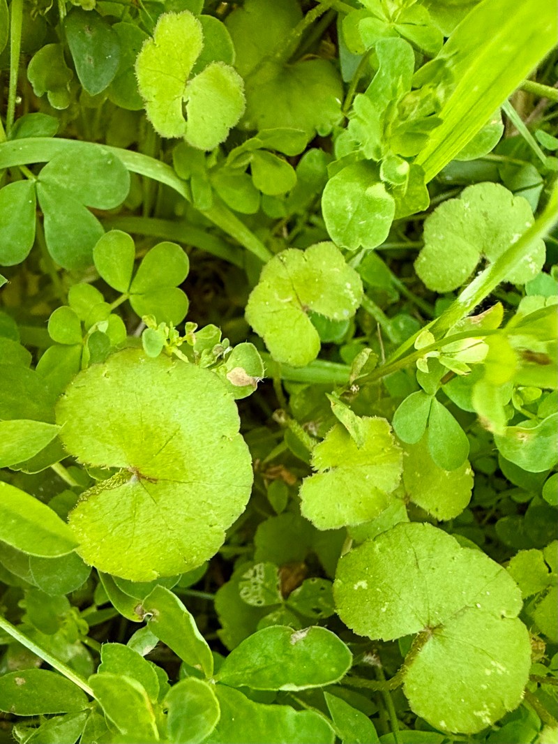 Hydrocotyle novae-zeelandiae var. novae-zeelandiae photo 2