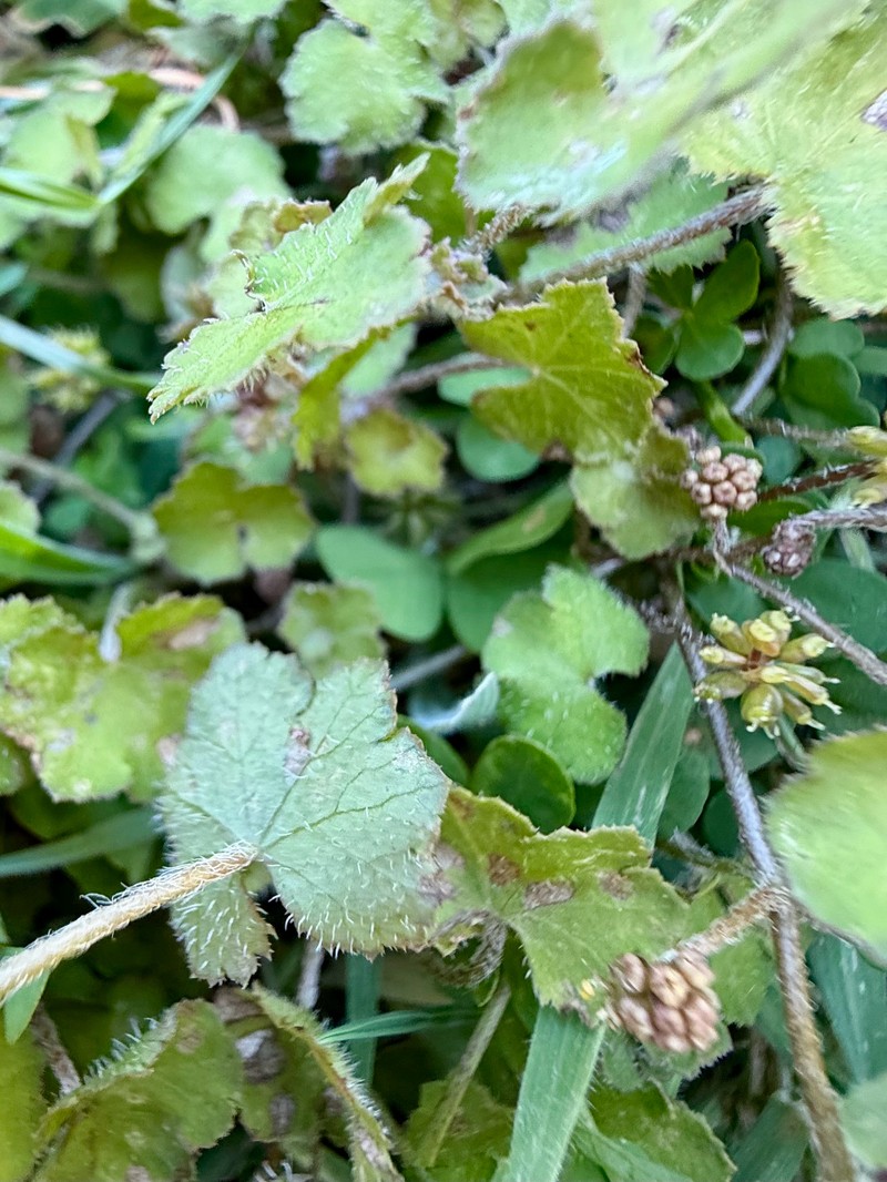 Hydrocotyle novae-zeelandiae var. novae-zeelandiae photo 3