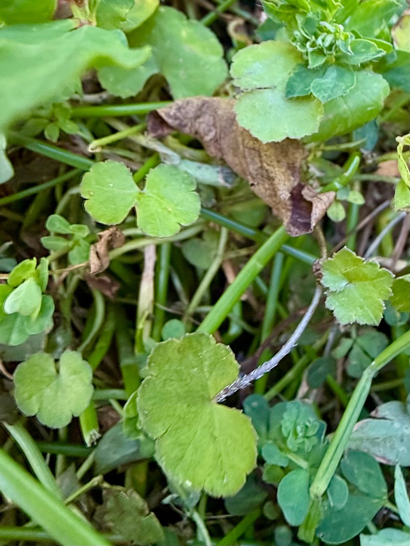 Hydrocotyle novae-zeelandiae var. novae-zeelandiae photo 4