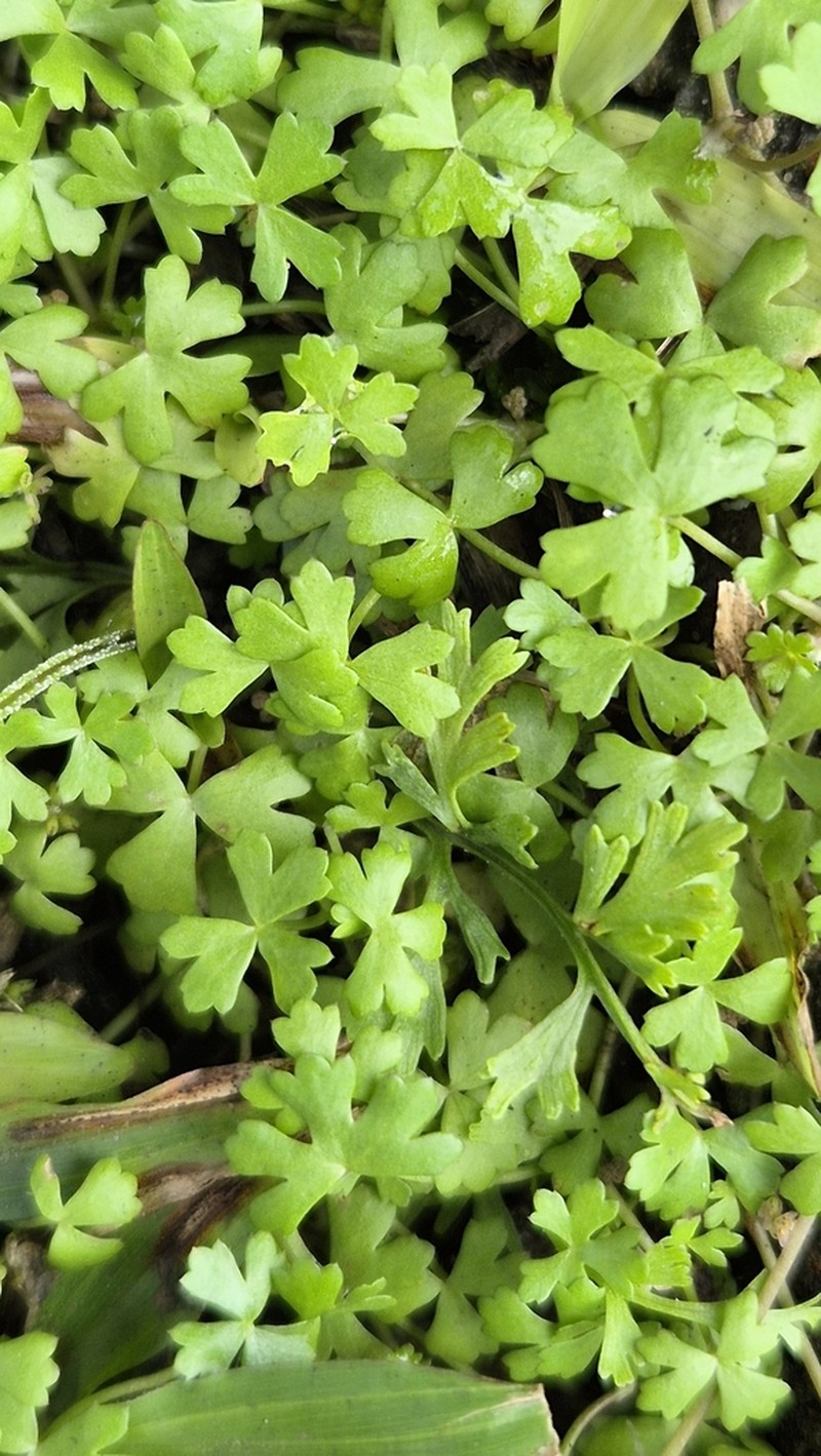 Hydrocotyle oraria