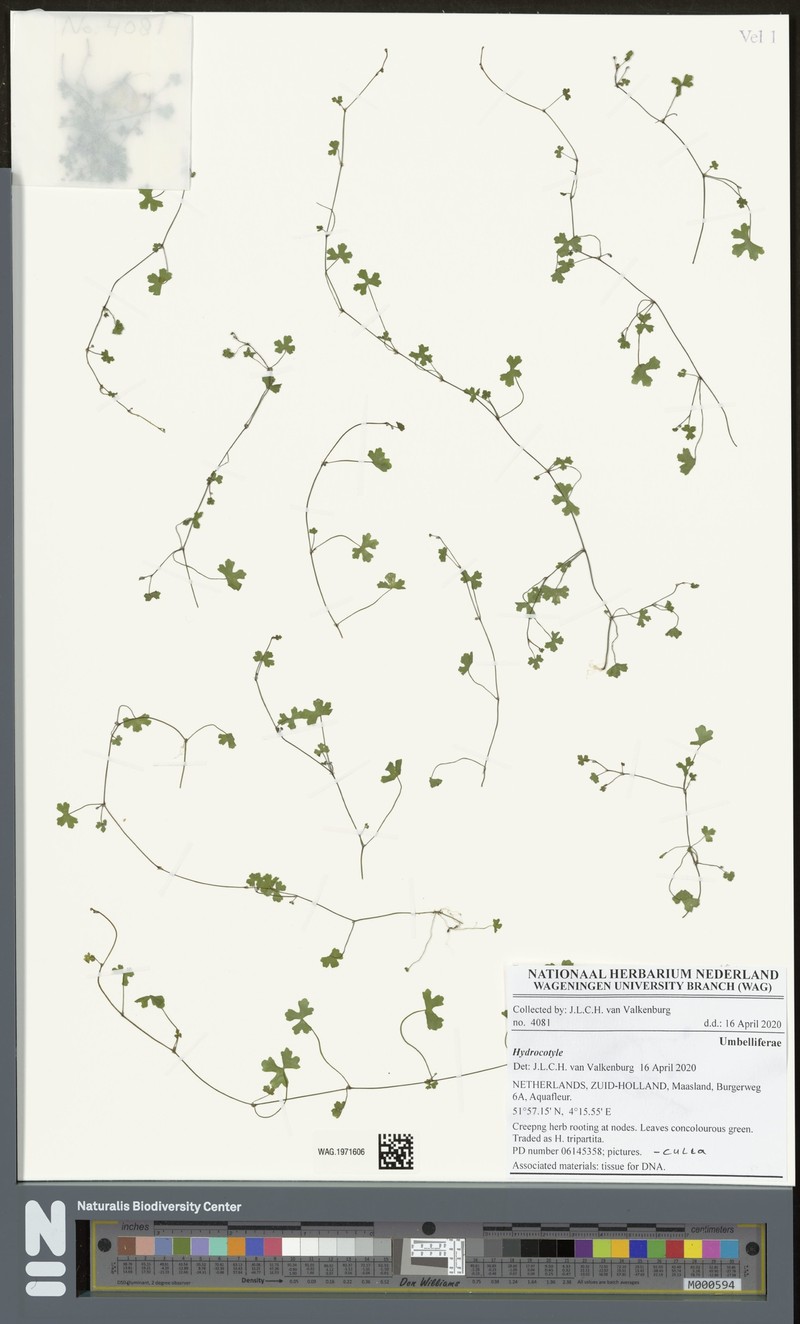 Hydrocotyle oraria photo 2