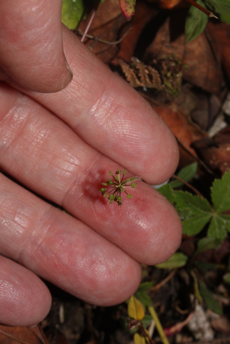 Hydrocotyle palmata