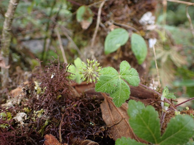 Hydrocotyle palmata photo 2