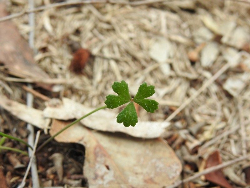 Hydrocotyle paludosa