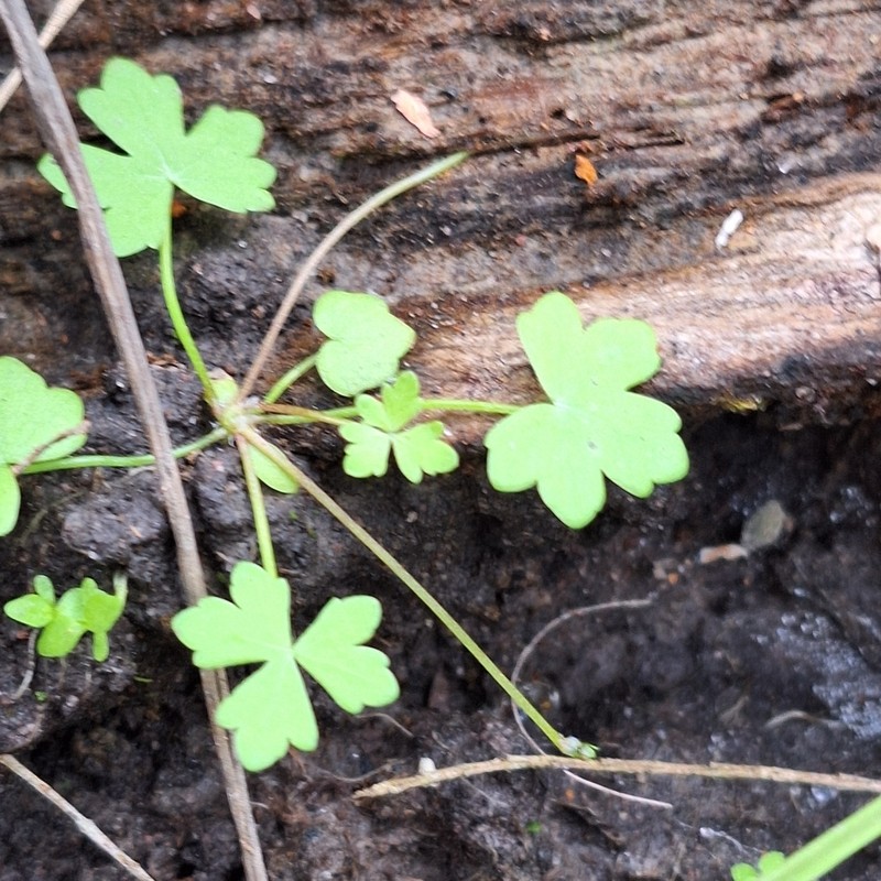 Hydrocotyle paludosa photo 2