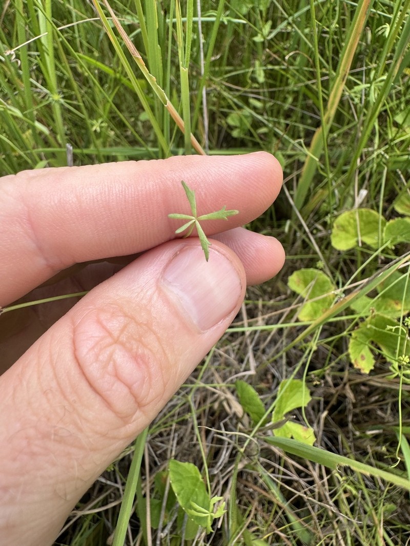 Hydrocotyle paludosa photo 3