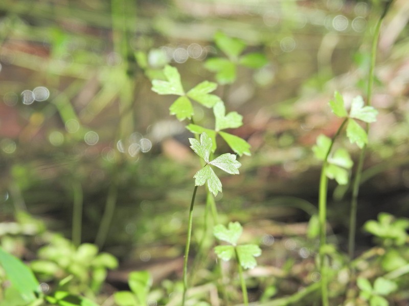 Hydrocotyle paludosa photo 4
