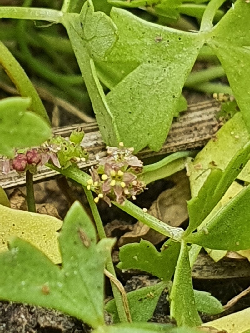 Hydrocotyle paludosa photo 5