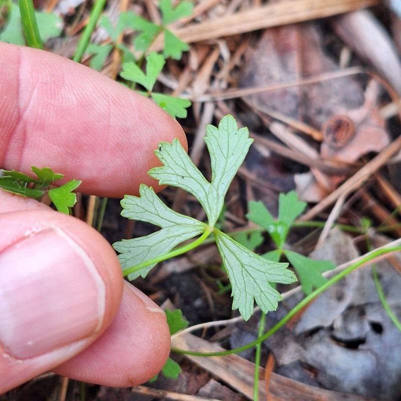 Hydrocotyle paludosa photo 6