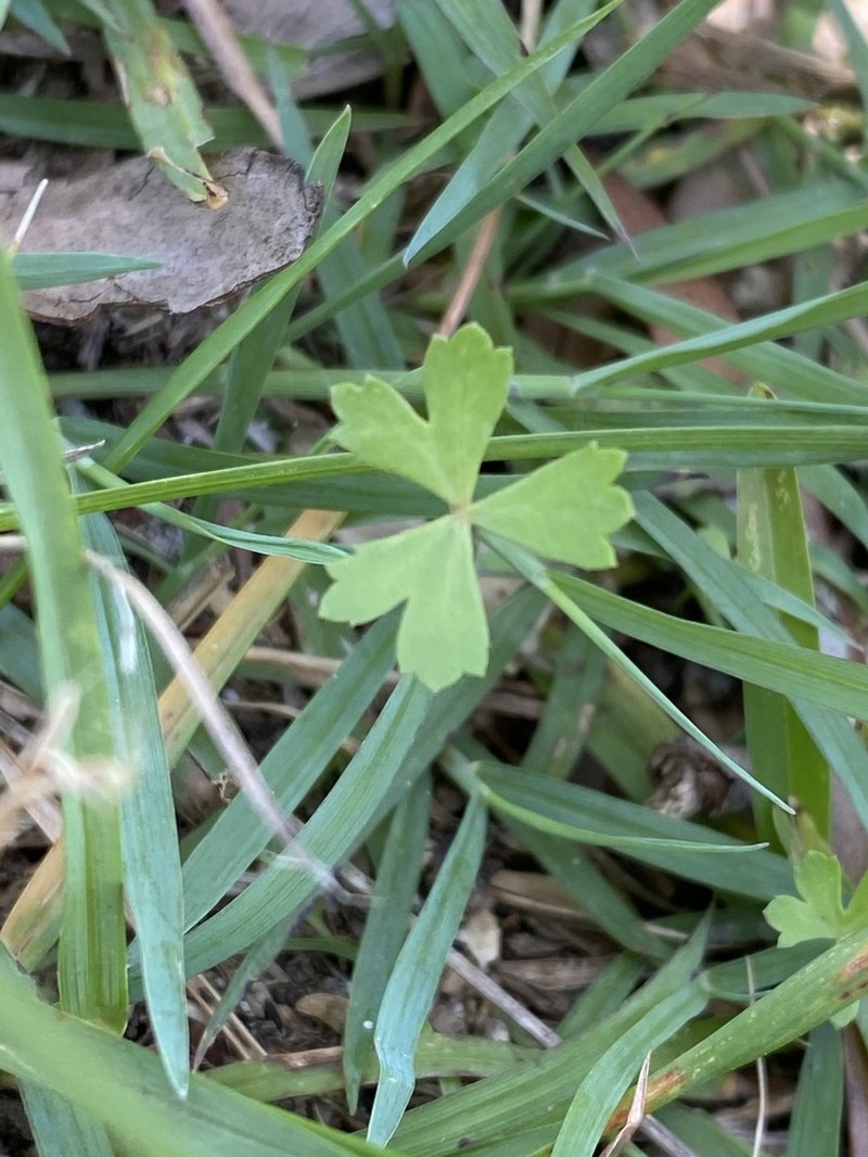 Hydrocotyle paludosa photo 7