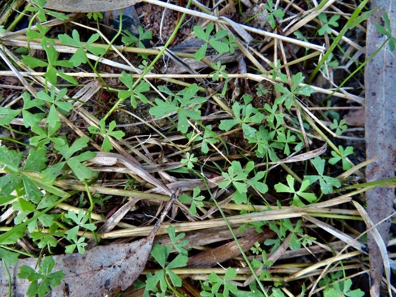 Hydrocotyle paludosa photo 8