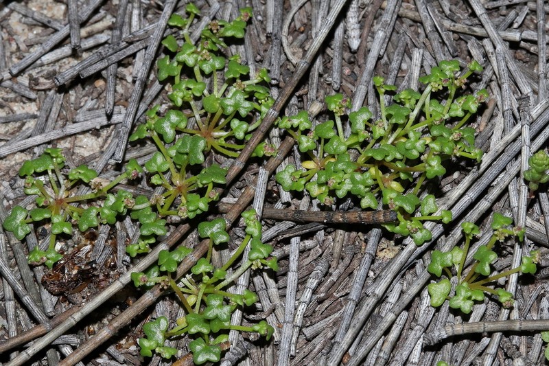 Hydrocotyle papilionella