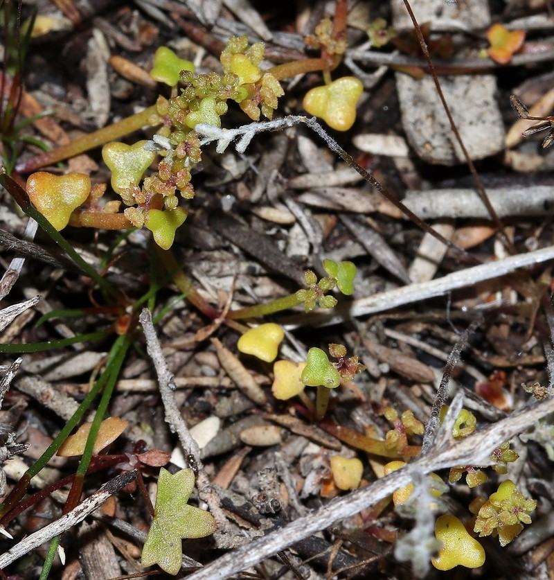 Hydrocotyle papilionella photo 2