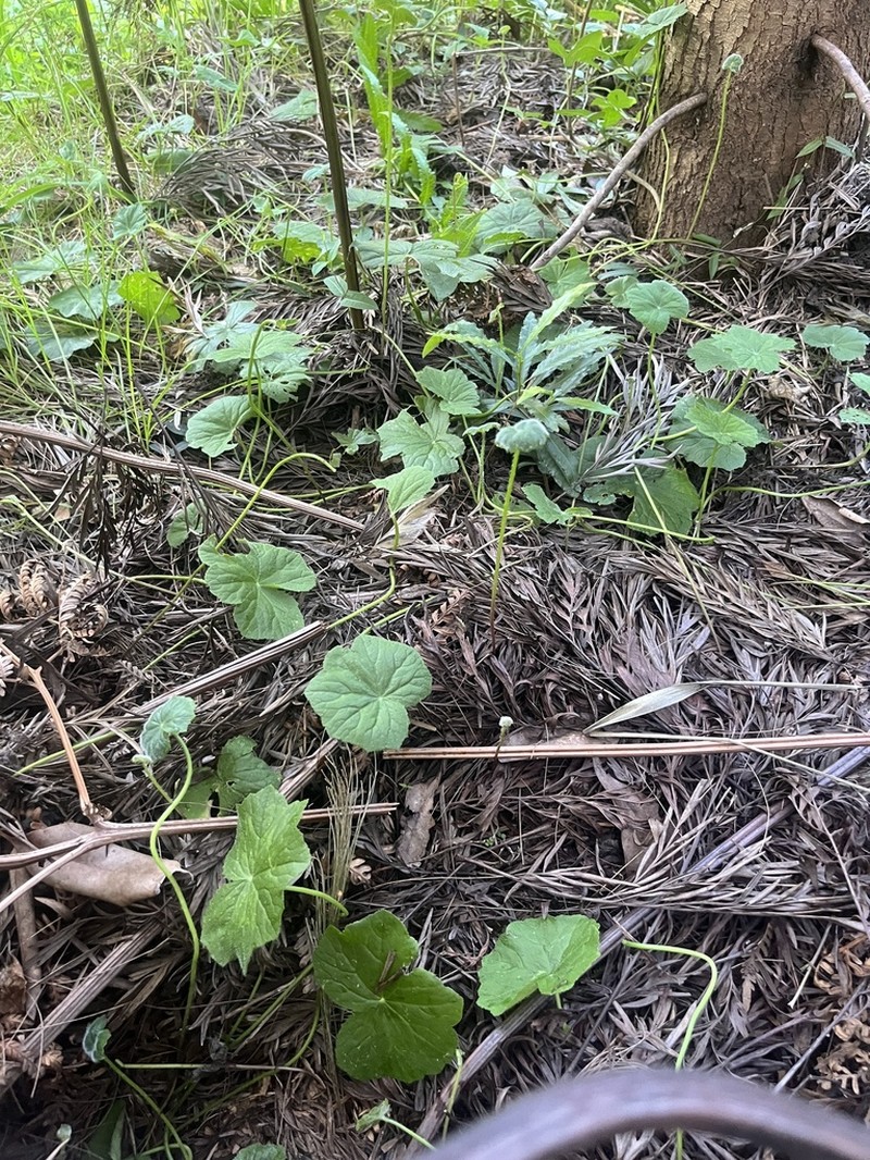 Hydrocotyle pedicellosa