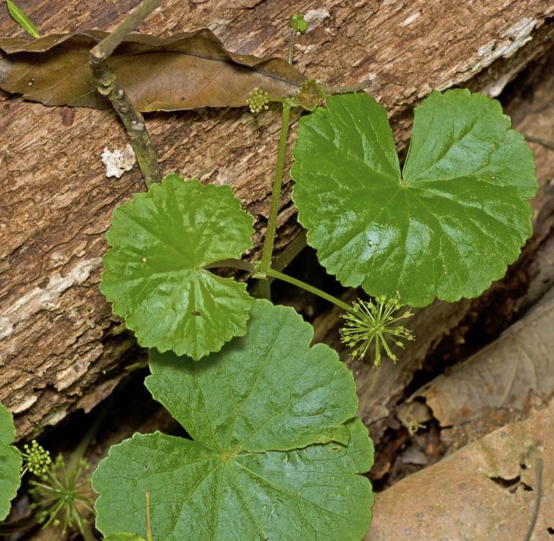 Hydrocotyle pedicellosa photo 2