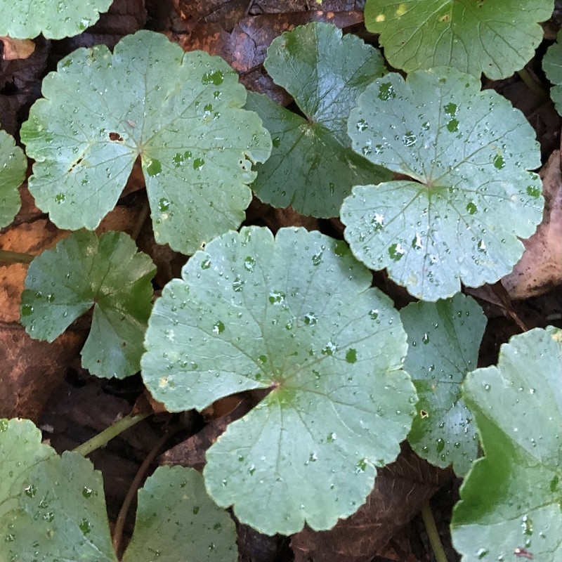 Hydrocotyle pedicellosa photo 3