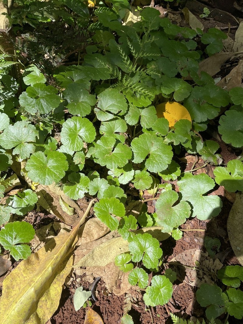 Hydrocotyle pedicellosa photo 4