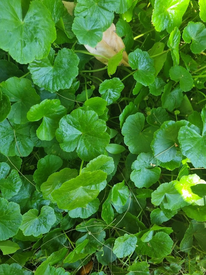 Hydrocotyle pedicellosa photo 5