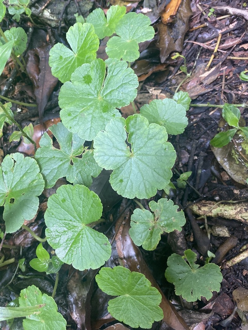 Hydrocotyle pedicellosa photo 6
