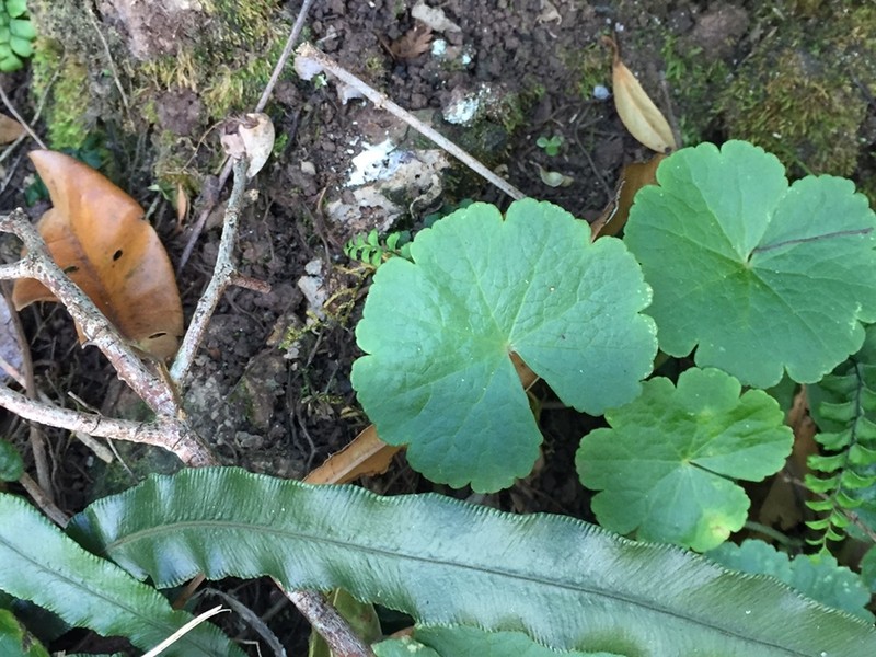 Hydrocotyle pedicellosa photo 7