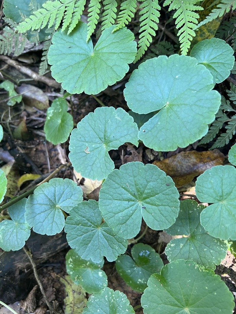 Hydrocotyle pedicellosa photo 8