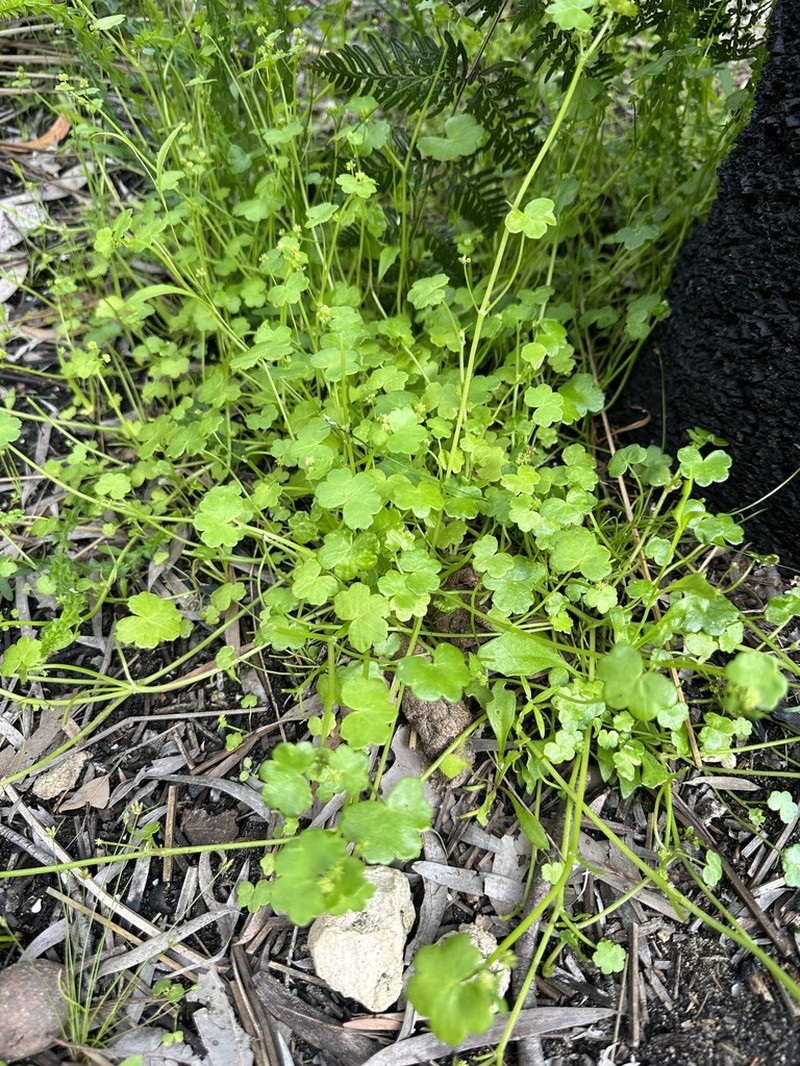 Hydrocotyle perplexa
