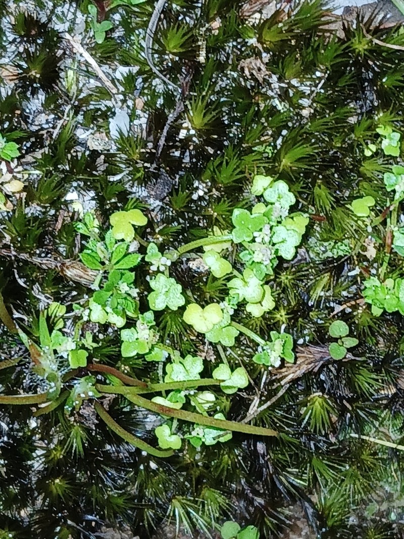 Hydrocotyle perplexa photo 2