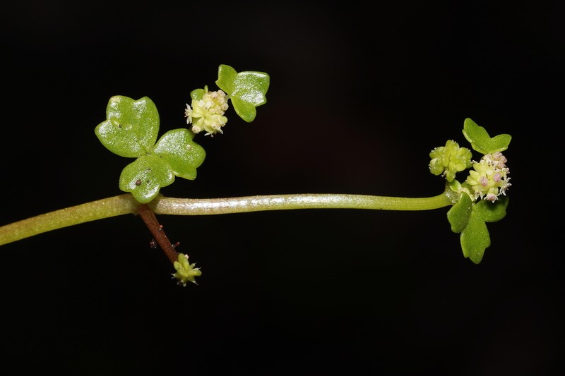 Hydrocotyle perplexa photo 3