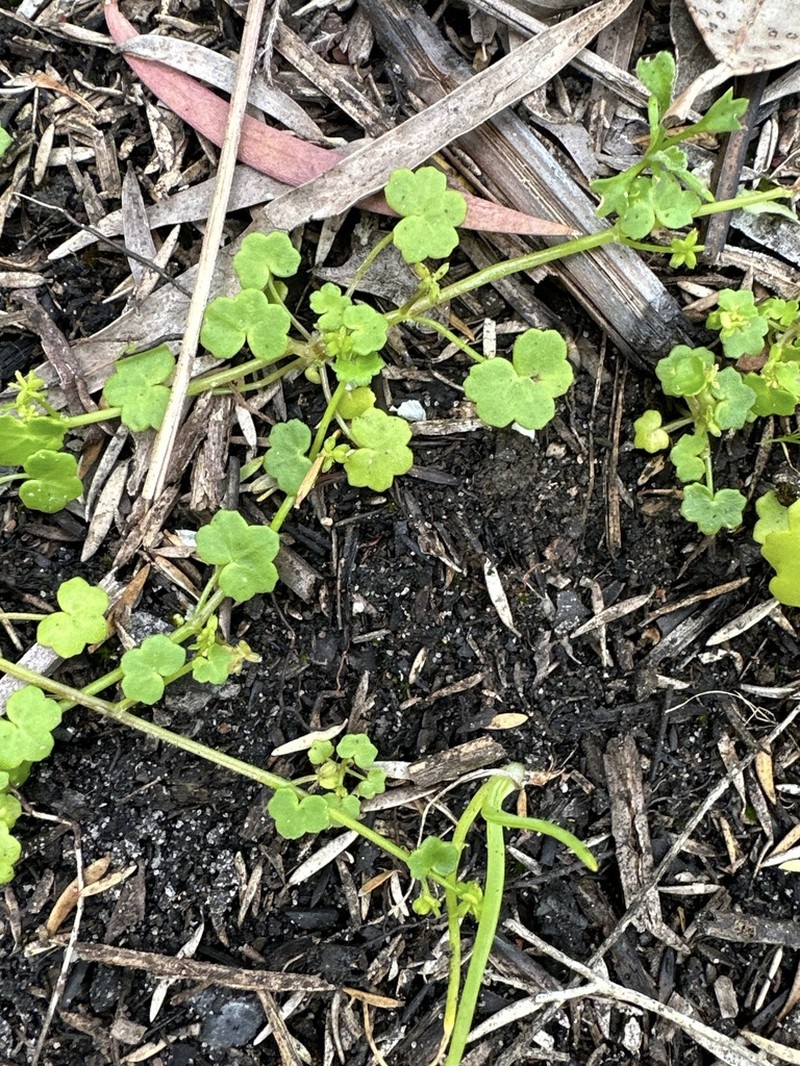 Hydrocotyle perplexa photo 4