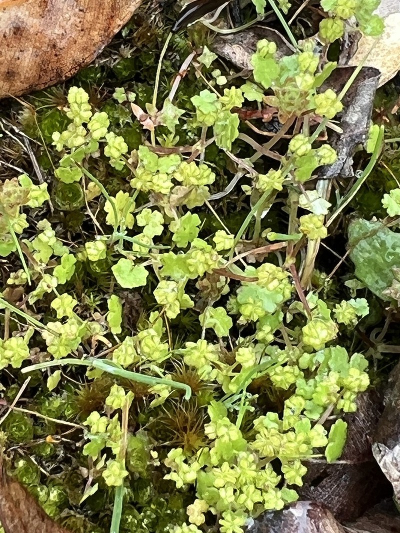 Hydrocotyle perplexa photo 5