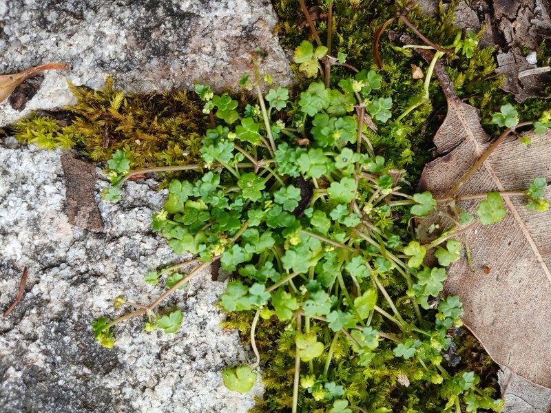 Hydrocotyle perplexa photo 6
