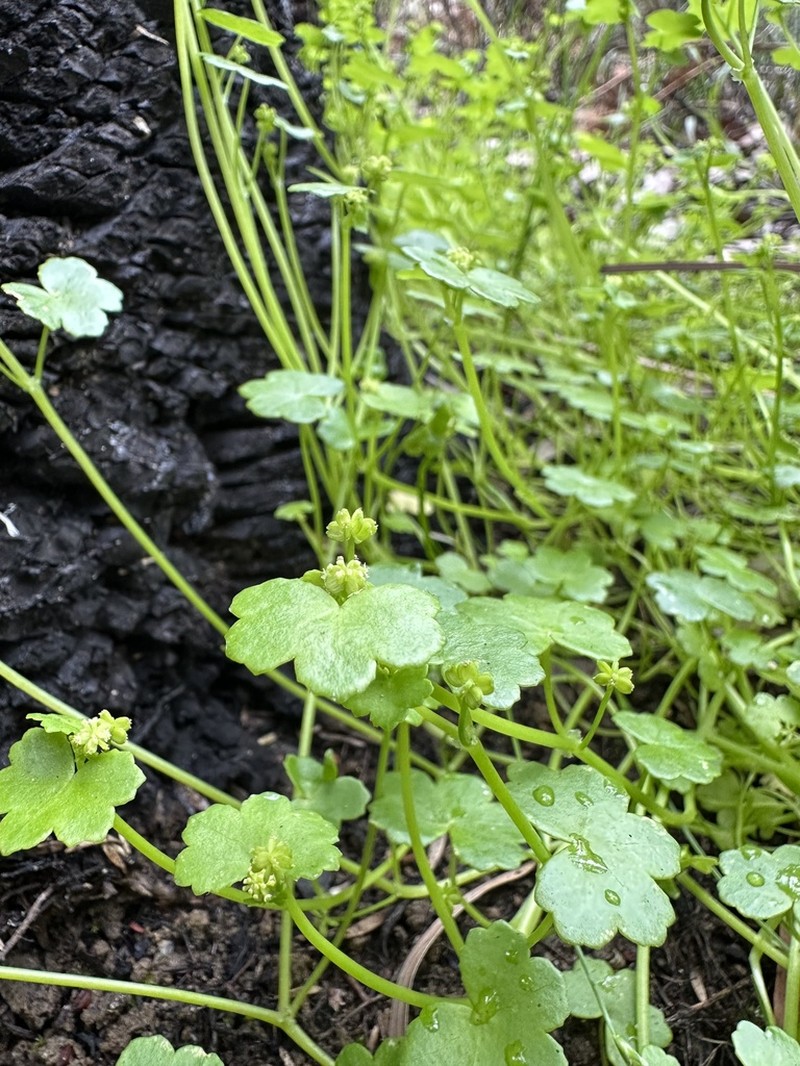 Hydrocotyle perplexa photo 7