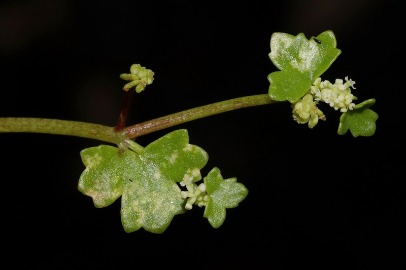 Hydrocotyle perplexa photo 8