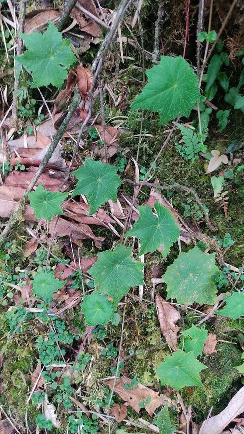 Hydrocotyle peruviana photo 2