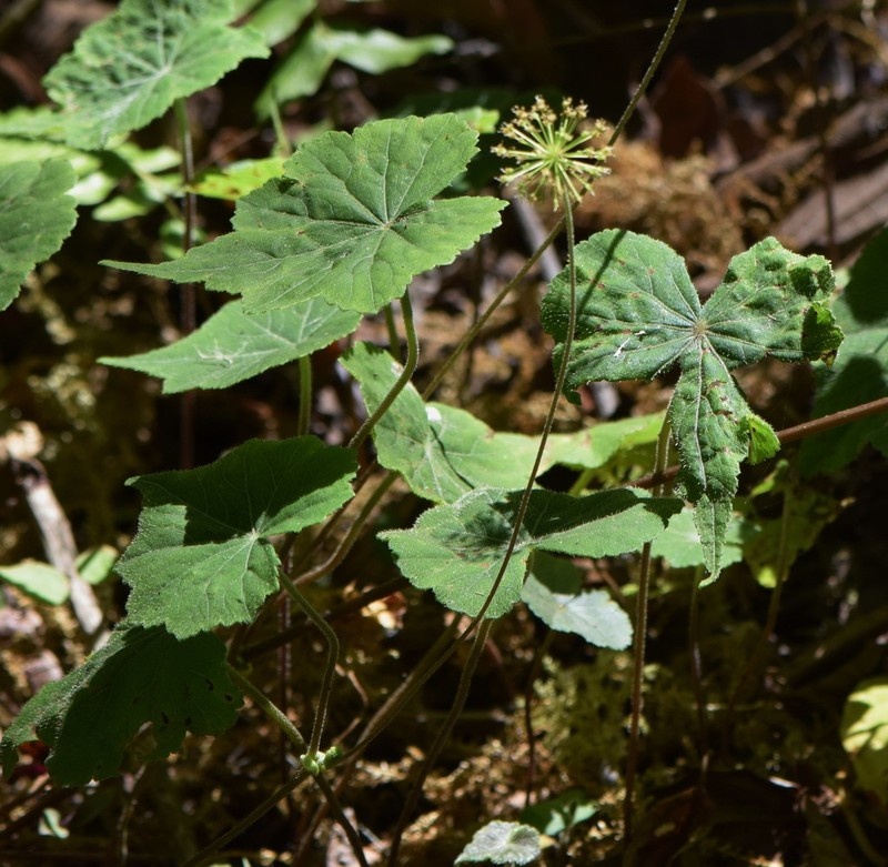 Hydrocotyle peruviana photo 3